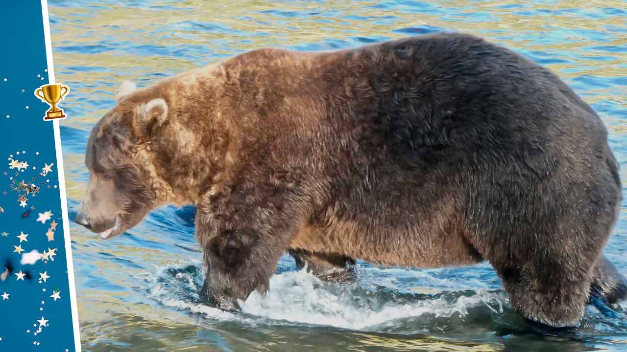 Медведи с Аляски тягаются за звание самого пухлого косолапого. Так растолстели к спячке, что еле ходят